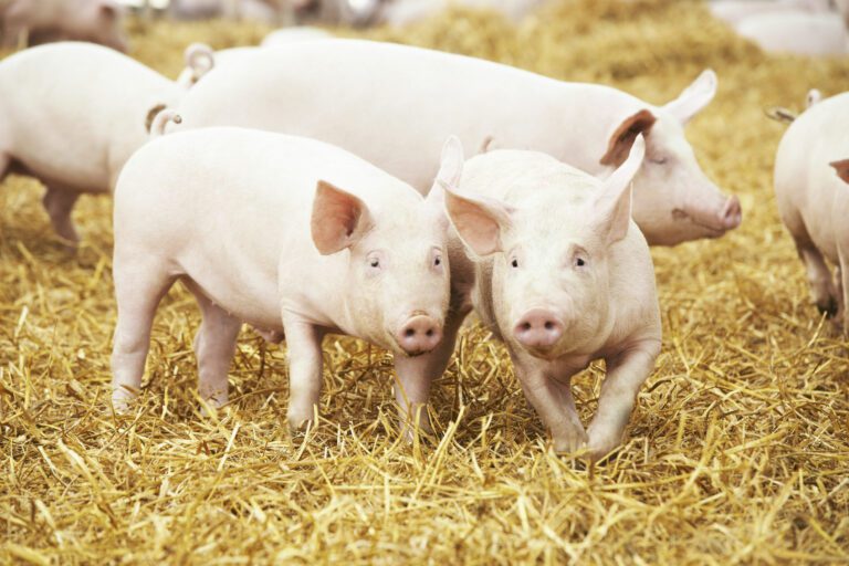 porcine tissue research pigs