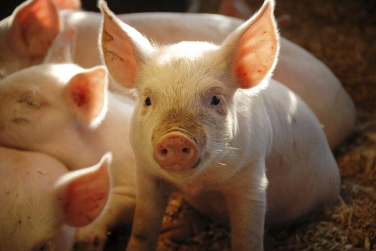 research swine model