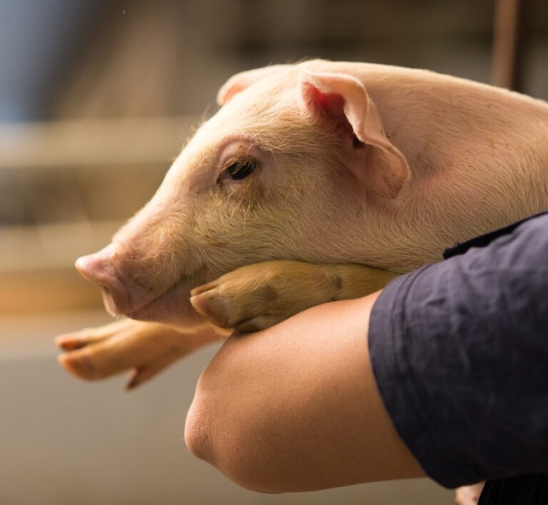 pig being held by person