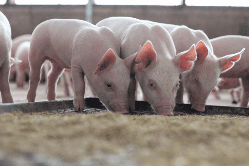 pigs feeding Study of Obesity and control of food intake