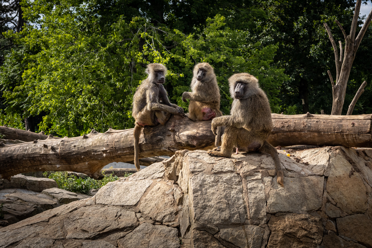 Three baboons sitting on a tree