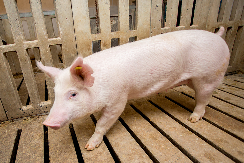 Research Swine raised at Animal Biotech Industries