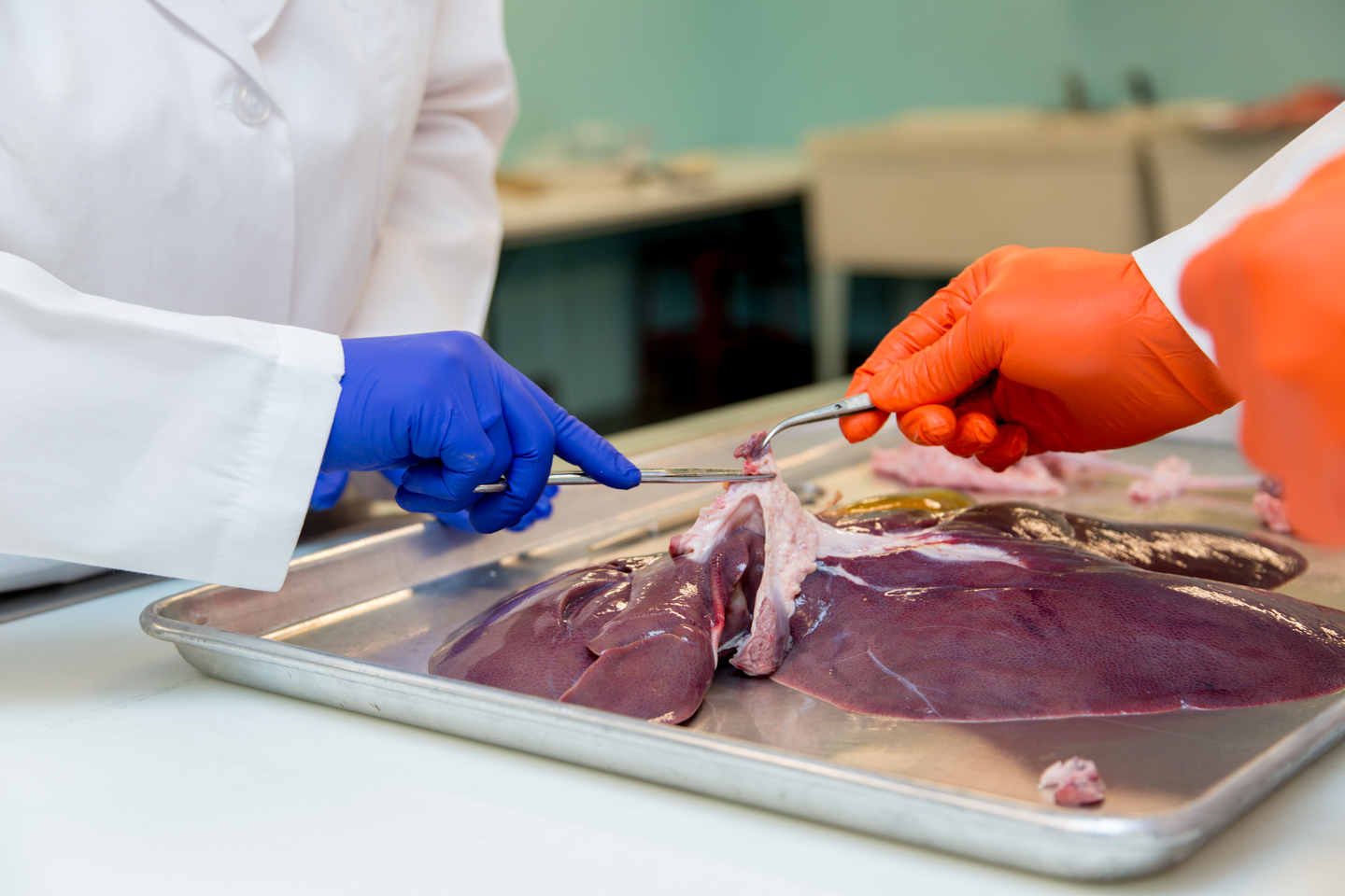 Dissection of animal organ for biomedical research at Animal biotech industries