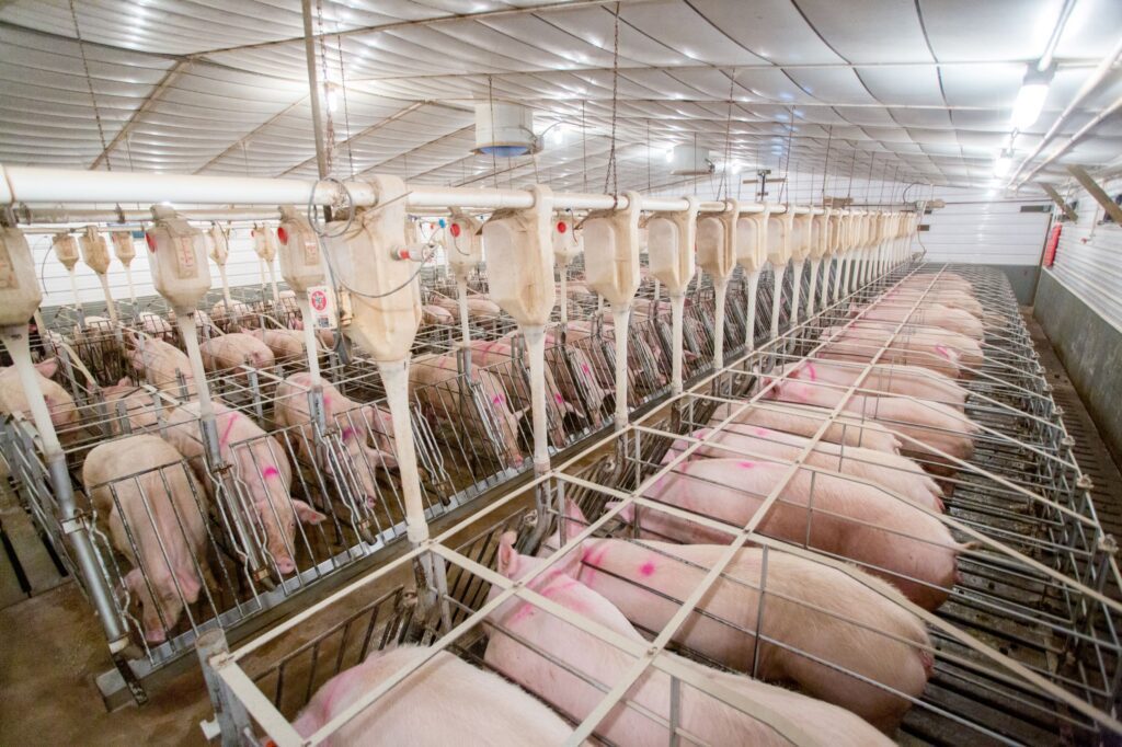 Gestation and breeding Research Swine Facilities