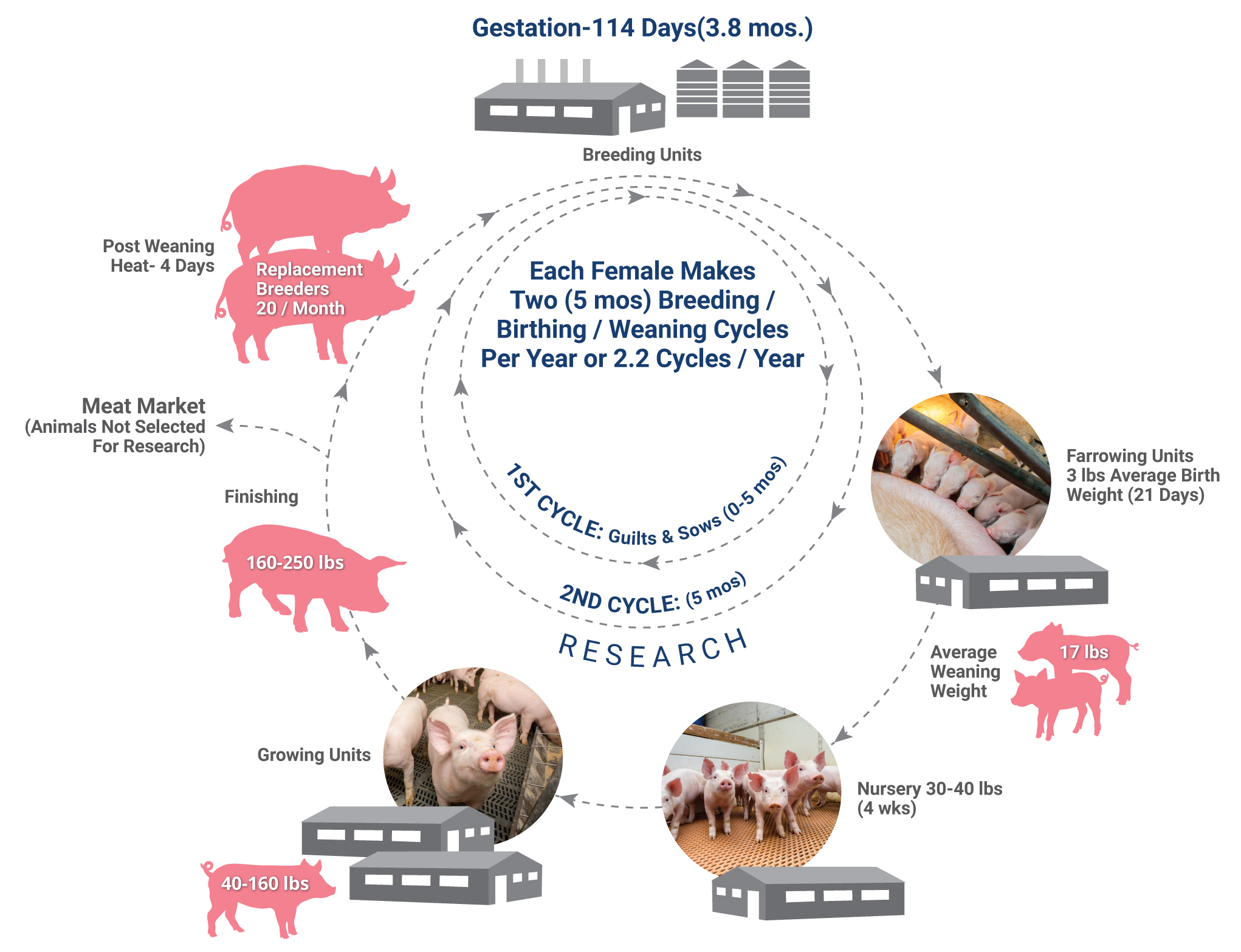 Research Swine Reproduction and Growth Infographic