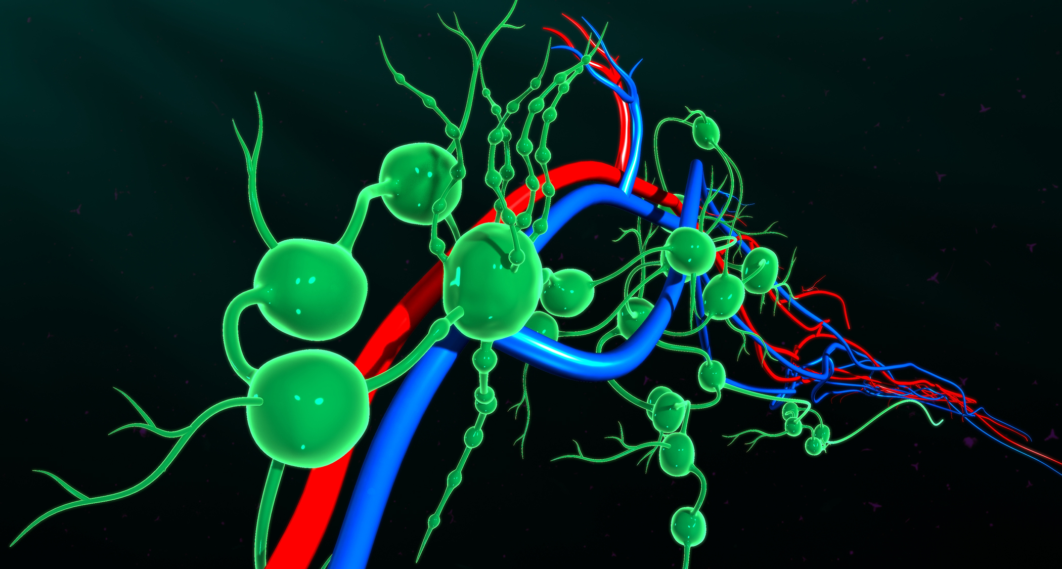 Lymph nodes illustration