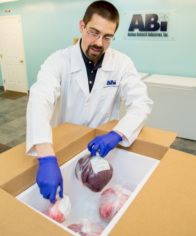 Animal biotech company staff member packing porcine tissue for national shipping.