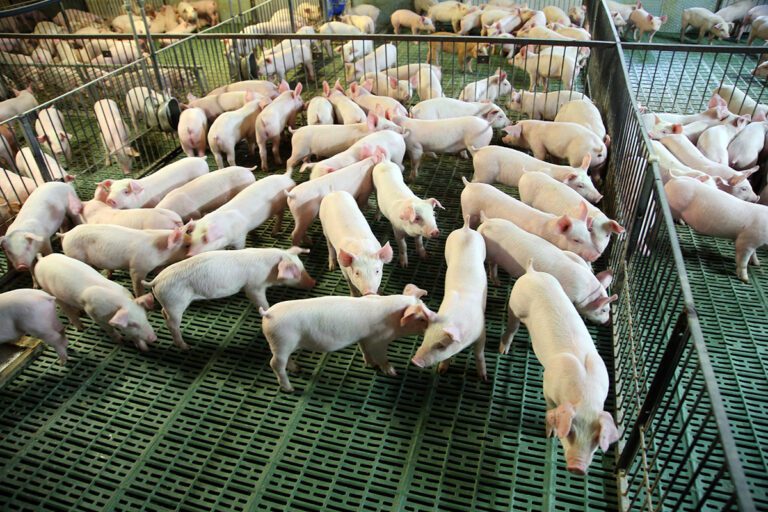 Cute newborn piglets living on an industrial animal farm