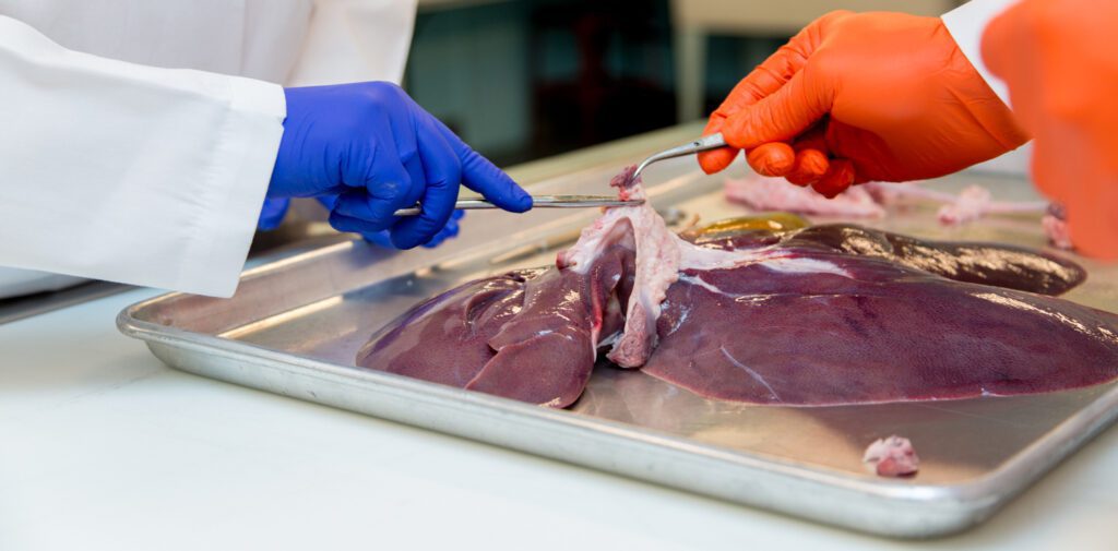 Harvesting Porcine Tissues and Biologicals