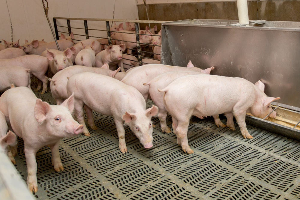 Commercial pigs feeding on scientifically proven, nutrient-dense feed.