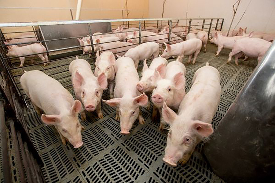 Commercial pigs in the growth phase of production for biomedical and commercial use.