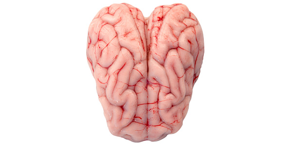 porcine brain and nervous system porcine tissues.