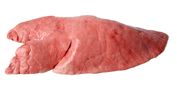 Porcine heart-lung block