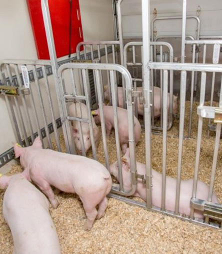 Swine in biomedical research delivery truck interior with commercial pigs in transit.