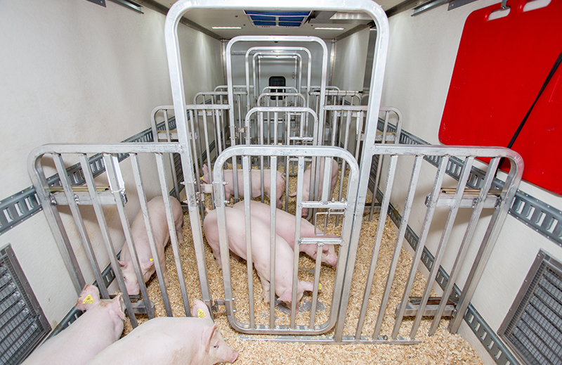 Research swine in a custom-built delivery vehicle with safety protocol in place.