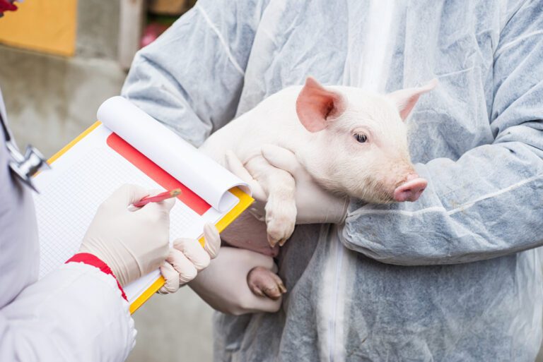 Scientific professionals using porcine growth charts to follow federal guidelines and ensure trial integrity.