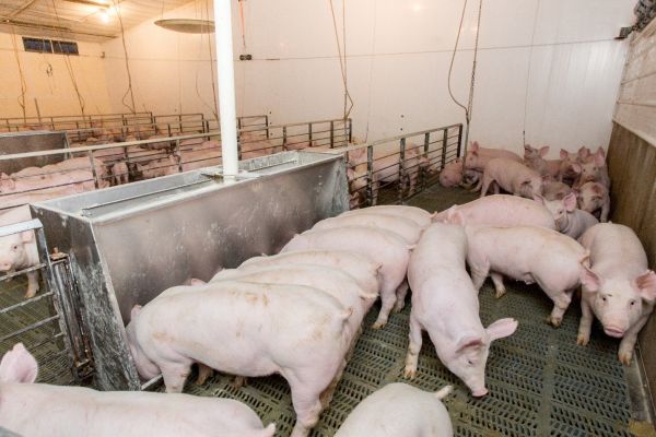 Commercial pig growth and breeding facility.