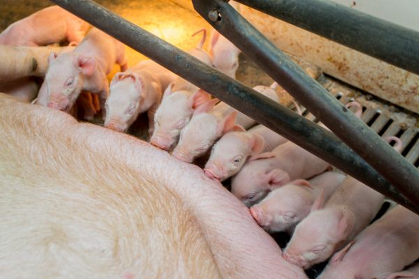 Farrowing piglets raised by animal biotech companies.