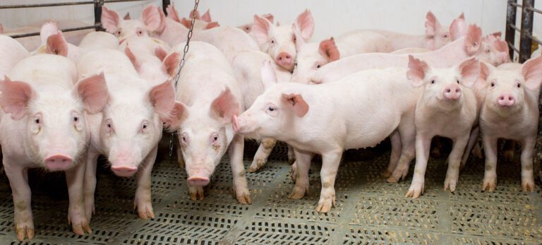 Closed herd research swine animal biotech company.