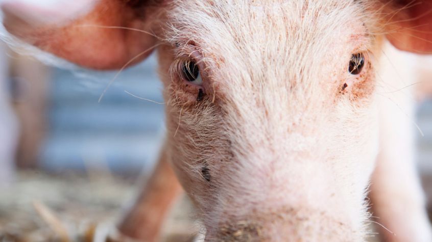 Alternatives to Human Tissue for Vision Science