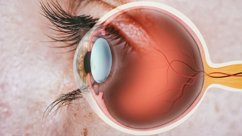 Vision Science Research